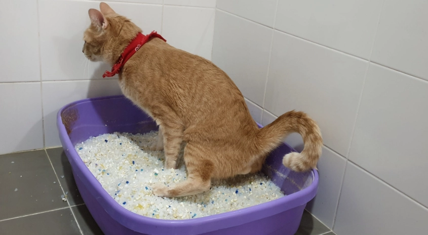 貓血尿藥全解析：獸醫師教你如何選擇與正確使用