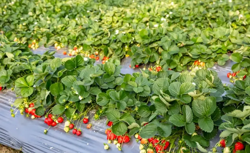 苗栗採草莓價格全攻略：最新費用、挑選技巧與隱藏花費解析