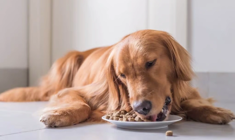 黃金獵犬飼料推薦