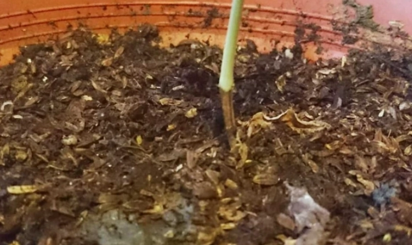 咖啡渣肥料九層塔