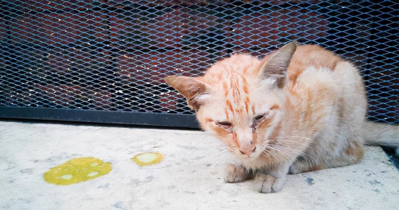 貓咪一直吐黃水怎麼辦？獸醫解析原因、緊急處理與預防方法
