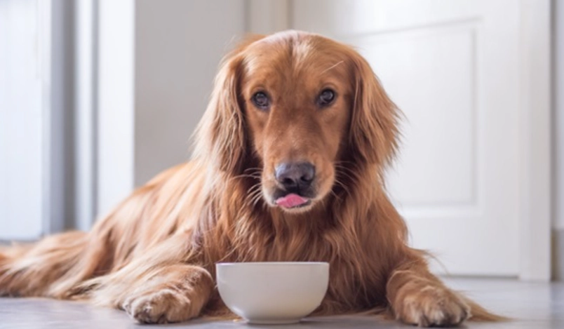 黃金獵犬可以吃什麼