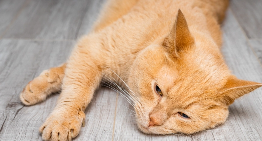 貓咪吐白色泡沫怎麼辦