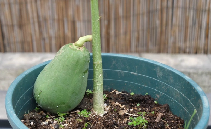 盆栽木瓜種植