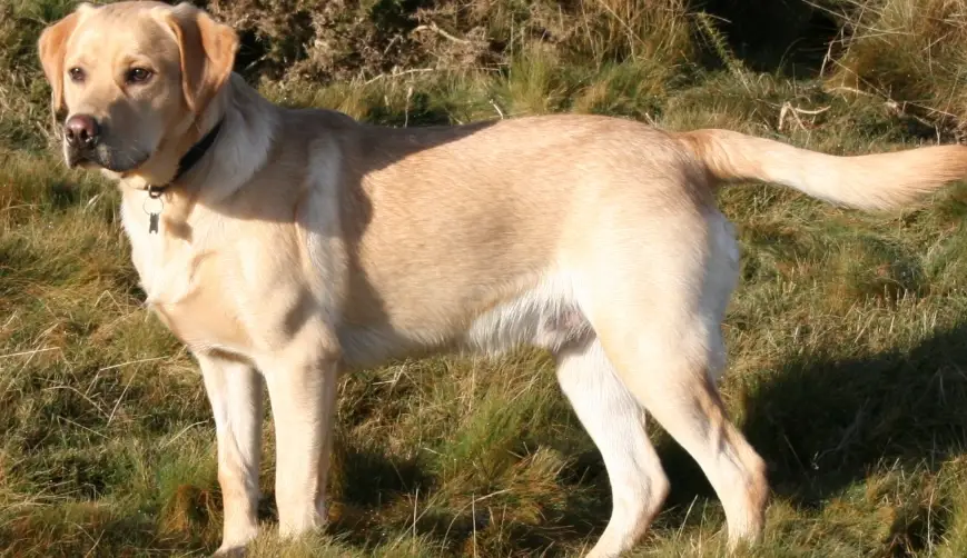 拉布拉多智商高嗎？解構牠的聰明排名與實用訓練心法