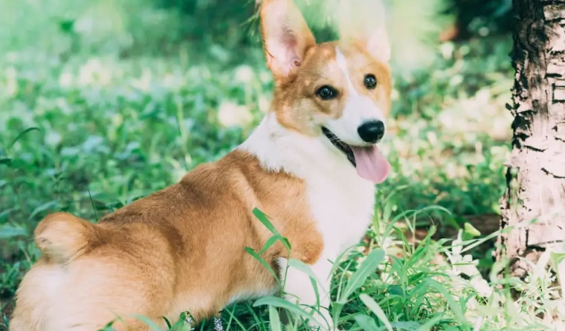 麒麟尾狗全解析：特徵、成因與飼養者必知要點