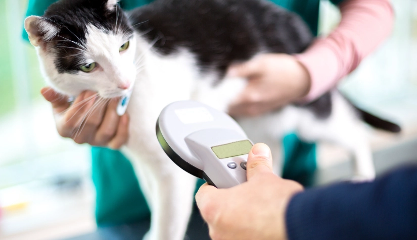 貓咪沒有晶片怎麼辦？獸醫教你三步驟補救與晶片重要性全解析