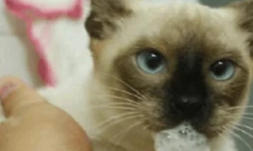 貓咪吐白色泡沫怎麼辦？獸醫教你緊急處理與原因分析