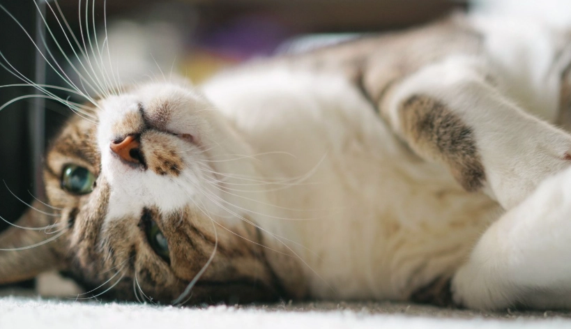 貓咪行為模式全解析：看懂叫聲、肢體語言與社交信號