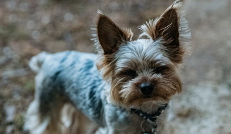 公狗結紮恢復期多久