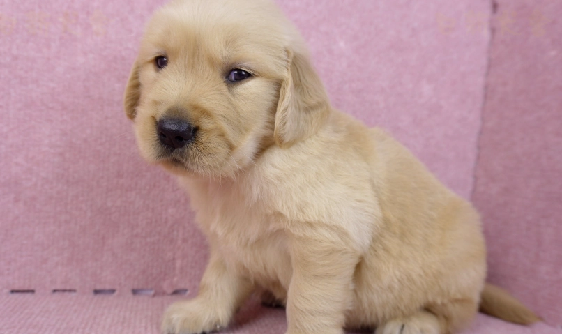 黃金獵犬幼犬