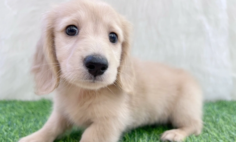 迷你臘腸狗飼養
