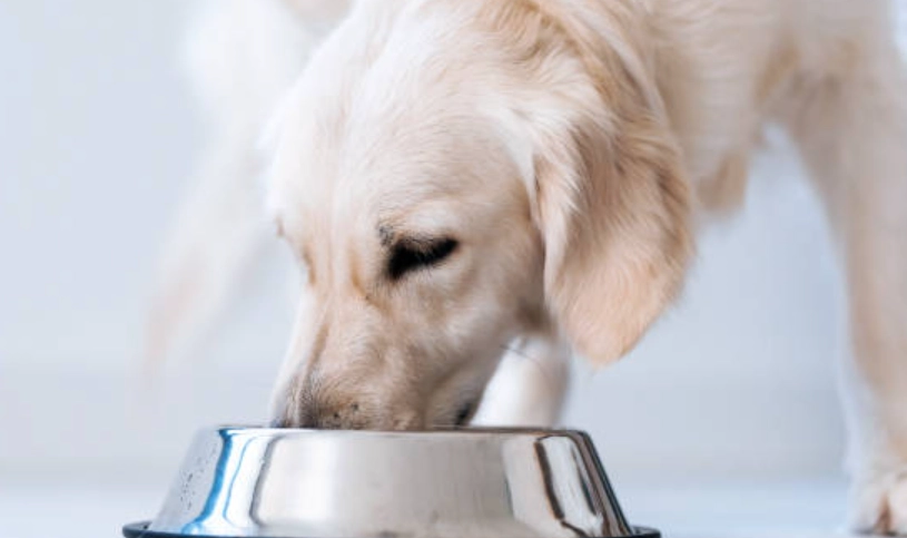 黃金獵犬吃什麼？完整飲食指南與新手常見餡食錯誤解析