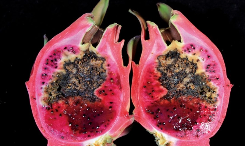 火龍果壞掉的樣子