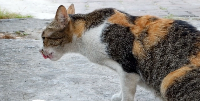 貓咪嘔吐咖啡色怎麼辦？原因、症狀與緊急處理全指南