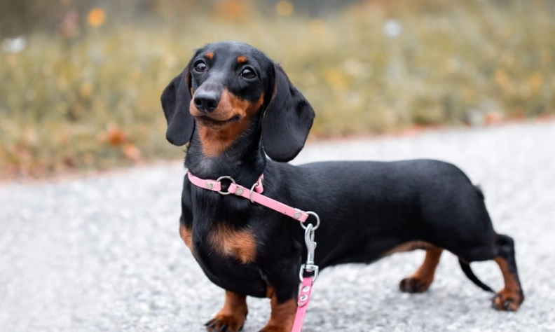 迷你臘腸狗價格