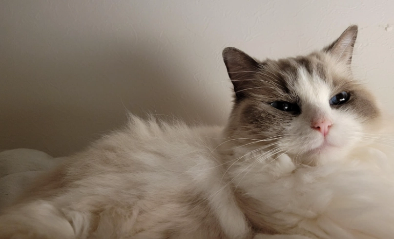 布偶貓花色種類