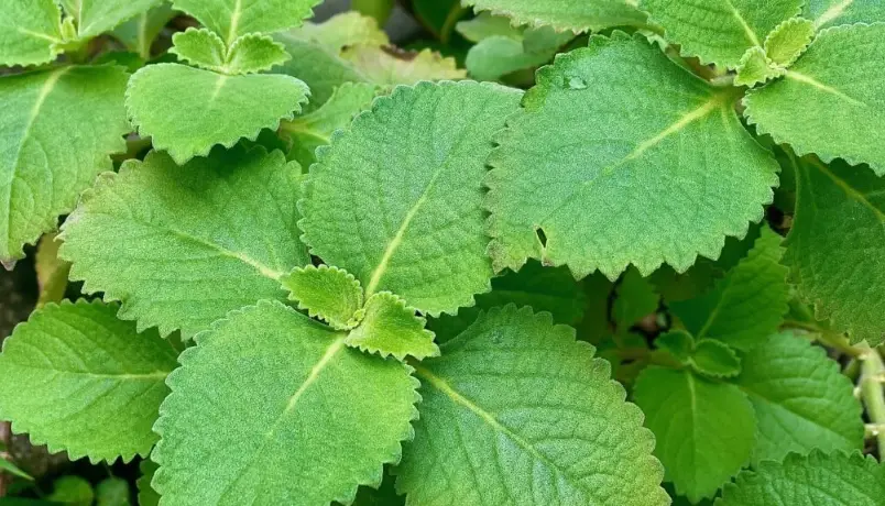 左手香皮膚功效