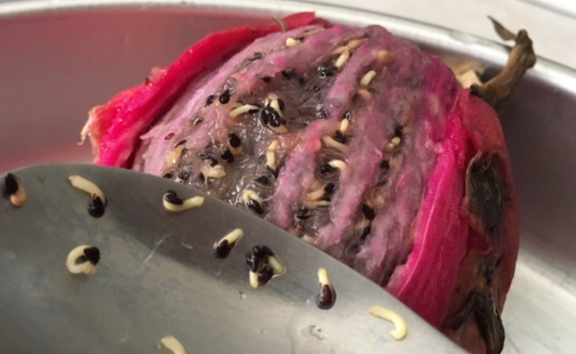 火龍果 保存 方法