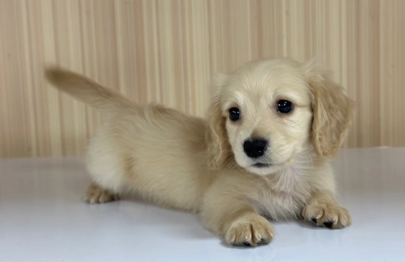 迷你臘腸狗優缺點