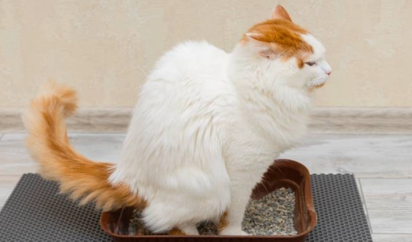 貓咪尿血怎麼辦