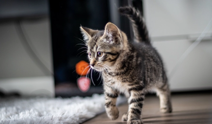 虎斑貓好養嗎？資深飼主剖析飼養難度、性格與照顧要點