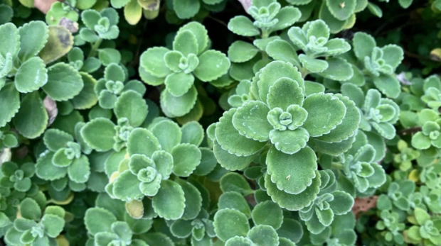 左手香會開花嗎