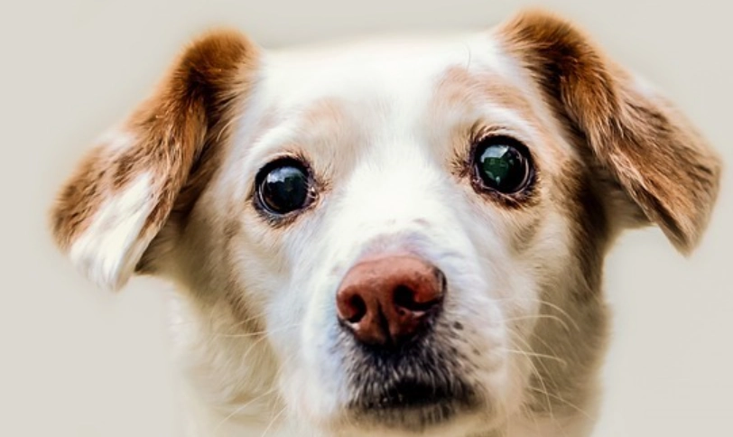 狗狗眼睛受傷怎麼辦？獸醫親授緊急處理與照護全攻略