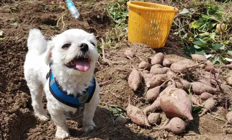 地瓜對狗的好處