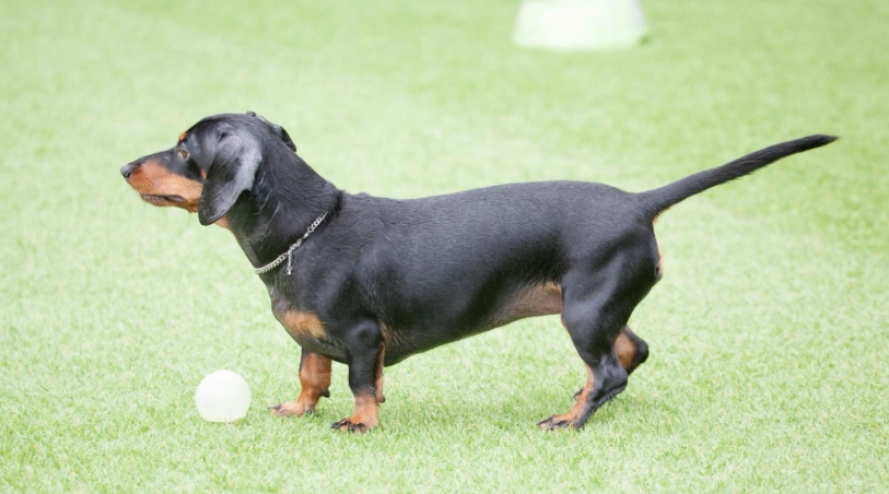 迷你臘腸狗價格