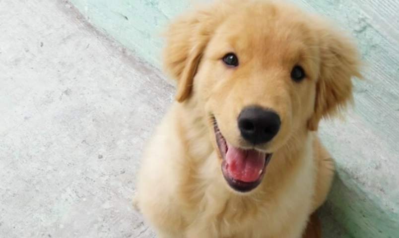 黃金獵犬幼犬認養完整指南：從管道、流程到照顧全解析