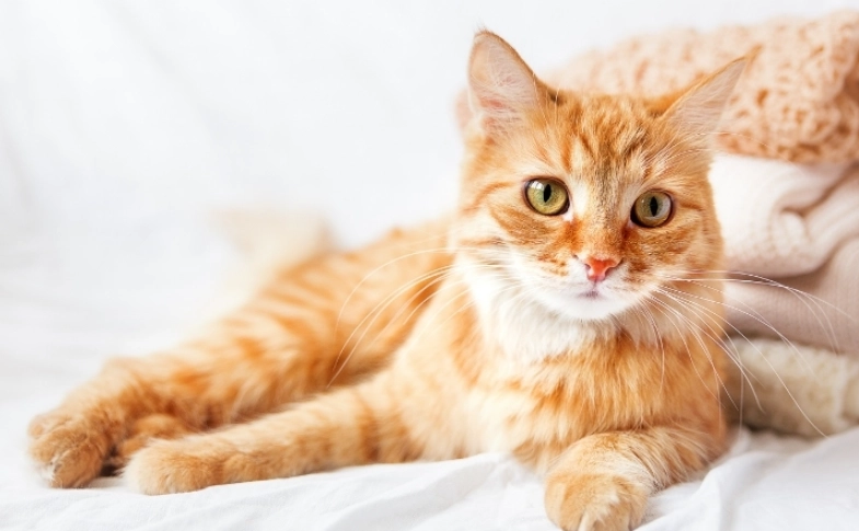 貓咪吐白色泡沫怎麼辦