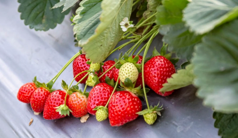 苗栗草莓園推薦