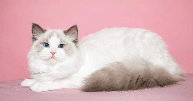 布偶貓花色遺傳