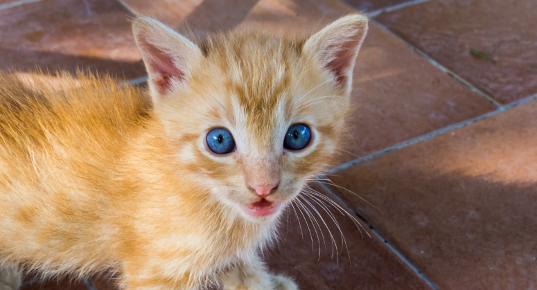 貓咪尿血怎麼辦