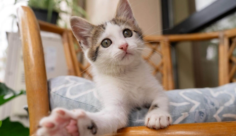 貓咪適應新環境要多久？完整時間表與實用技巧