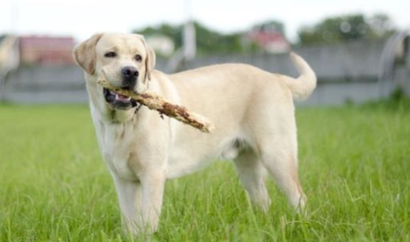 拉布拉多聰明嗎