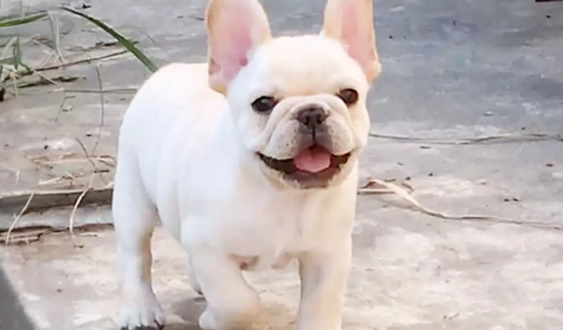 法國鬥牛犬飼養