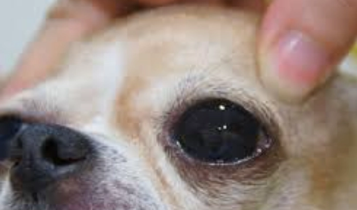 狗狗眼睛受傷治療