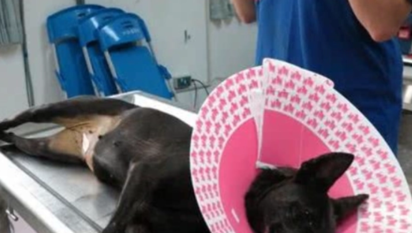 公狗結紮後照顧