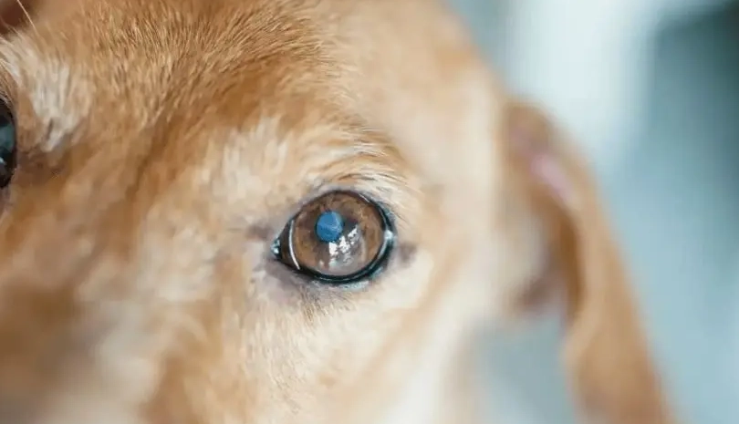 寵物眼睛急救