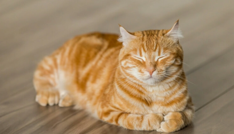 貓咪聰明毛不只是鬍鬚！三大功能與日常護理全指南