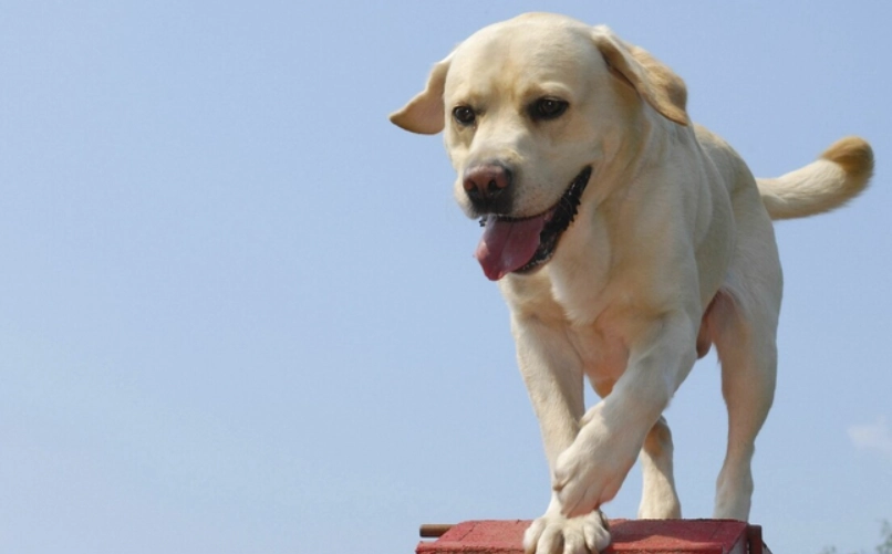 拉布拉多智商排名