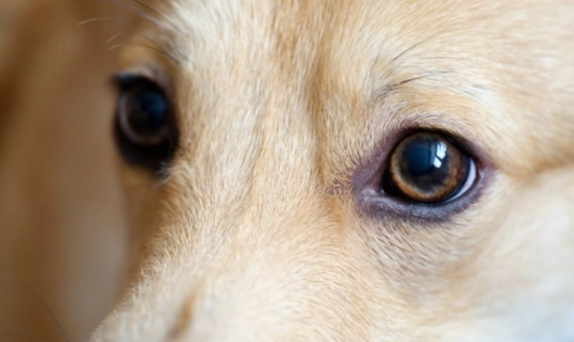 角膜受傷多久會好