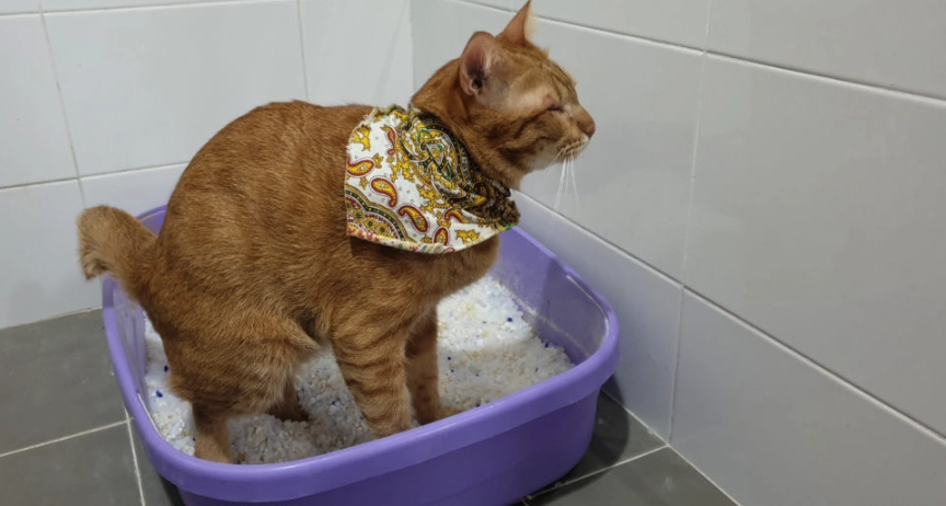 貓泌尿道疾病藥物