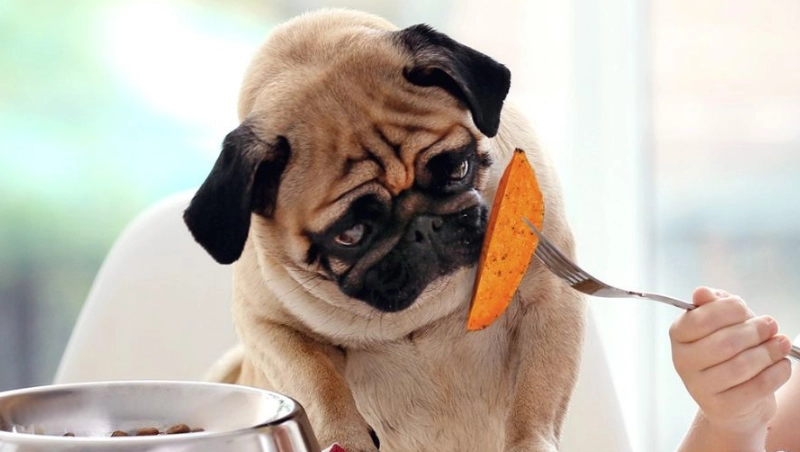 狗狗每天吃地瓜安全嗎？獸醫詳解餵食頻率與風險指南