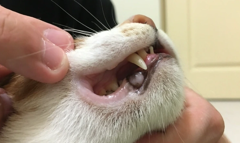 貓咪牙齒黑點是蛀牙嗎？獸醫解析原因、清潔與治療全攻略