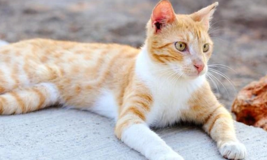 貓咪吐白沫危險嗎