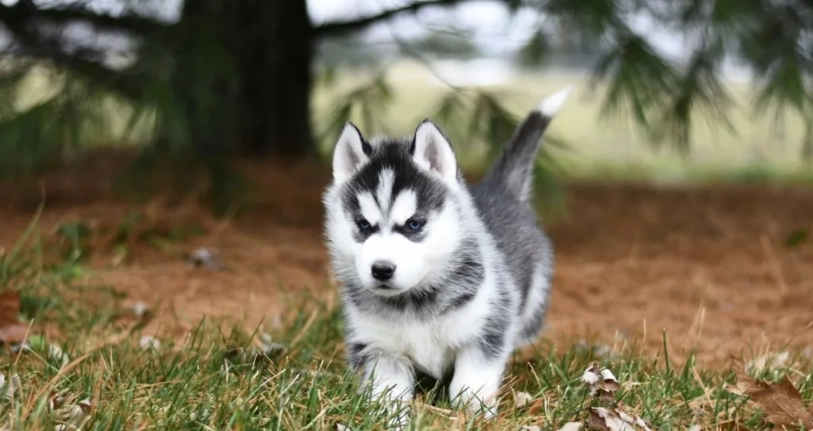 哈士奇智商大解密：拆家不是笨，是你不懂牠的聰明邏輯