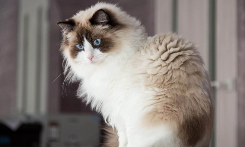 布偶貓花色終極指南：種類解析、選擇技巧與護理秘訣